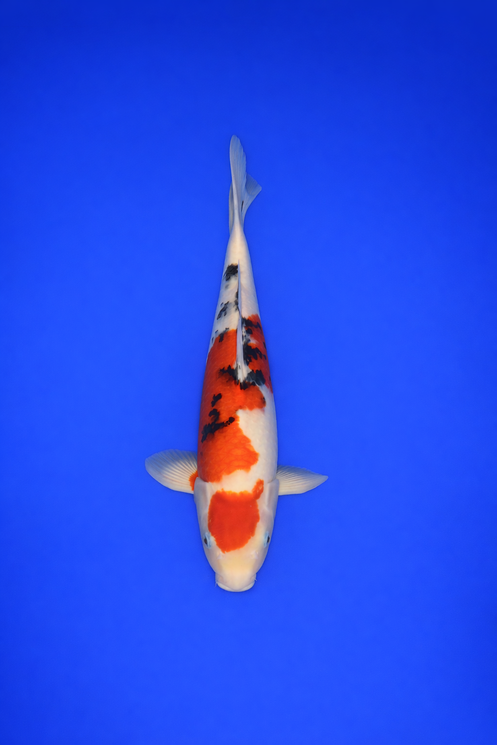 AEF0EEEC-C83E-4D67-862E-EE312F803EA8