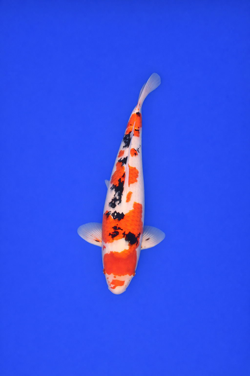 AFED6532-CC41-4A09-9D55-F7939F7586E9