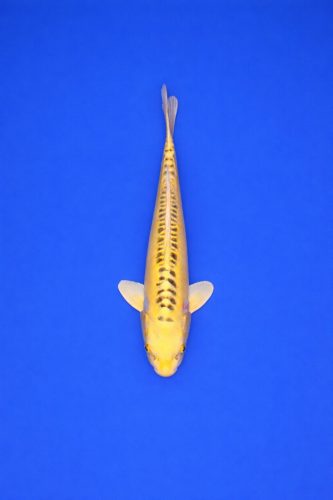 AO - 002 - 695EUR AO - 002 - 695EUR