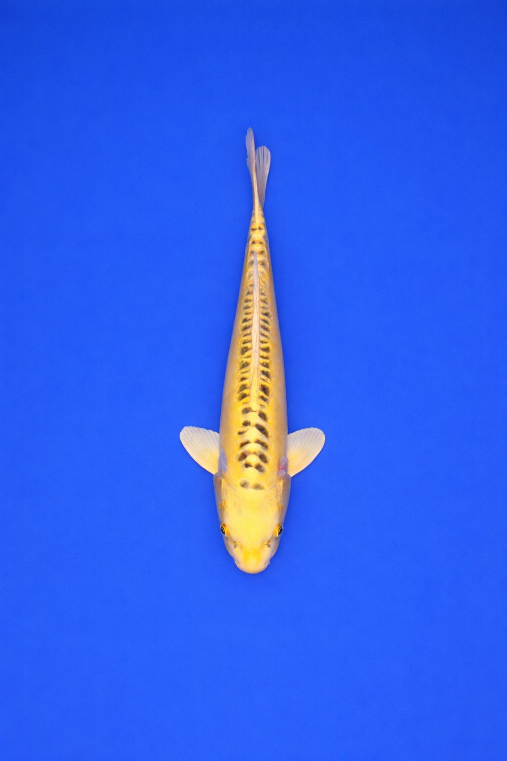 AO - 002 - 695EUR AO - 002 - 695EUR