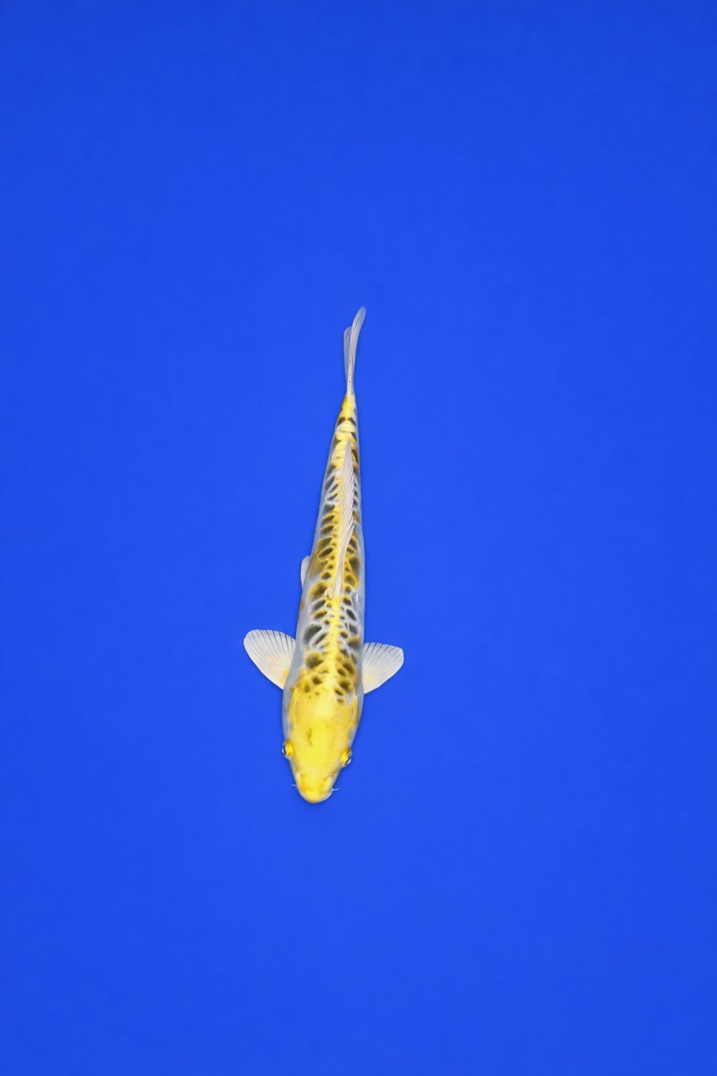 AO - 017 - 395EUR AO - 017 - 395EUR