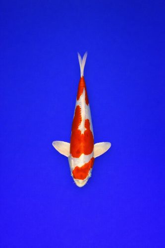 AO - 024 - 595EUR AO - 024 - 595EUR