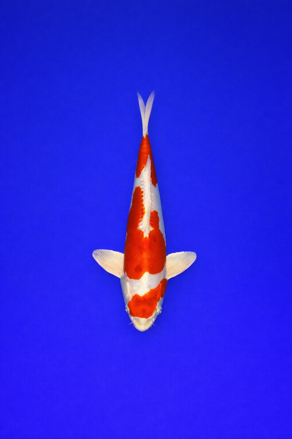 AO - 024 - 595EUR AO - 024 - 595EUR