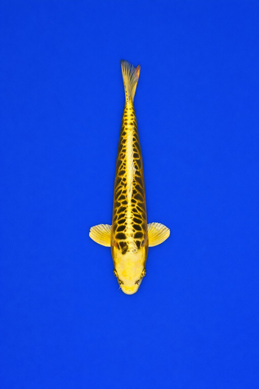 AO - 029 - 595EUR AO - 029 - 595EUR