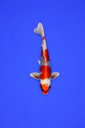 AO - 058 - 595EUR AO - 058 - 595EUR