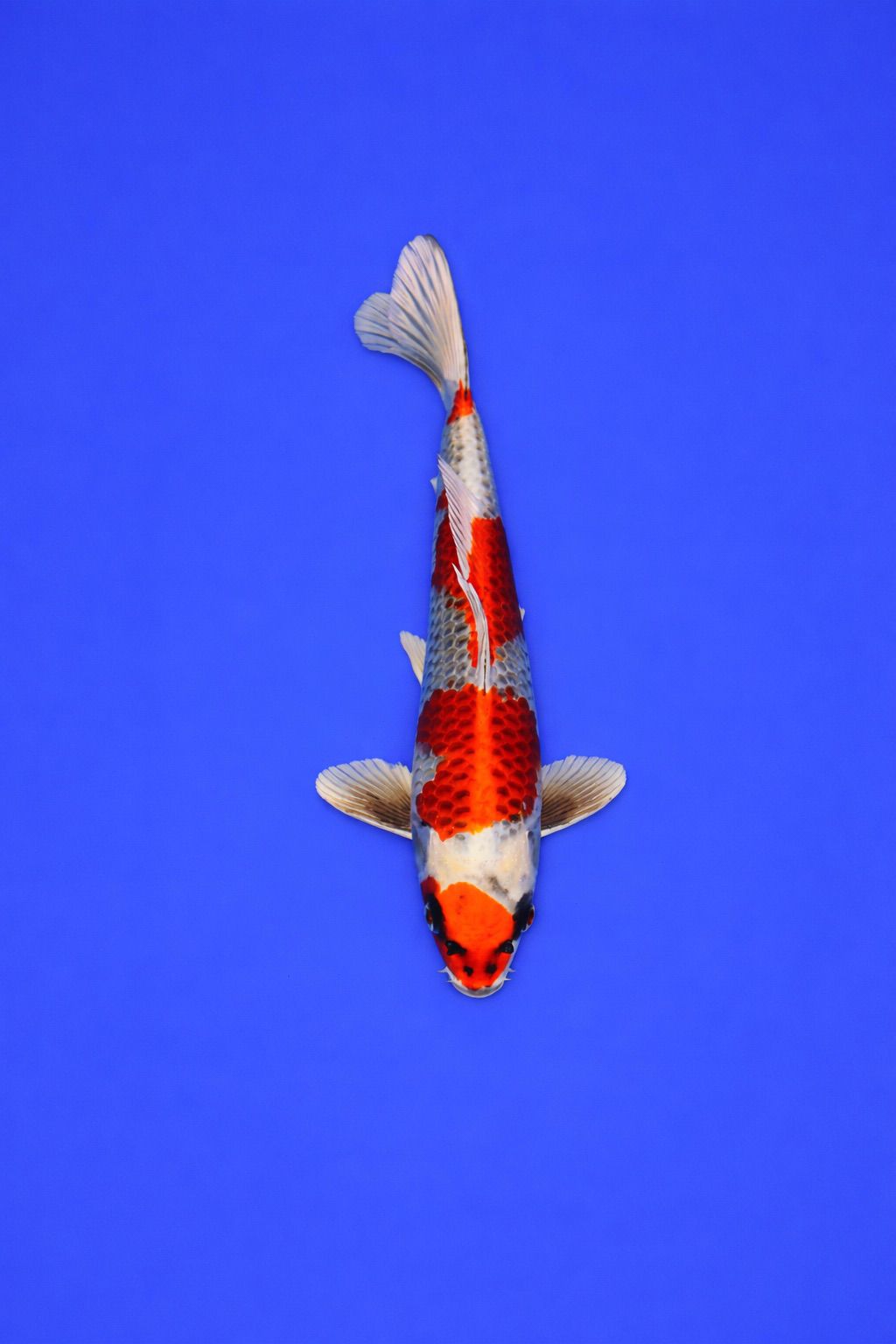 AO - 058 - 595EUR AO - 058 - 595EUR