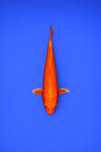 AO - 060 - 595EUR AO - 060 - 595EUR