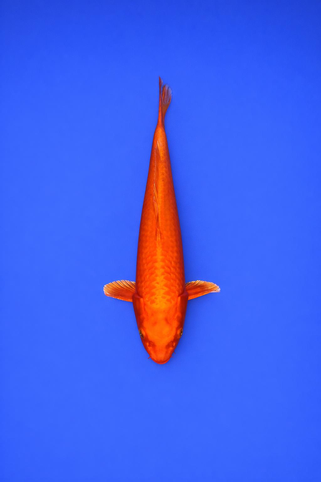 AO - 060 - 595EUR AO - 060 - 595EUR