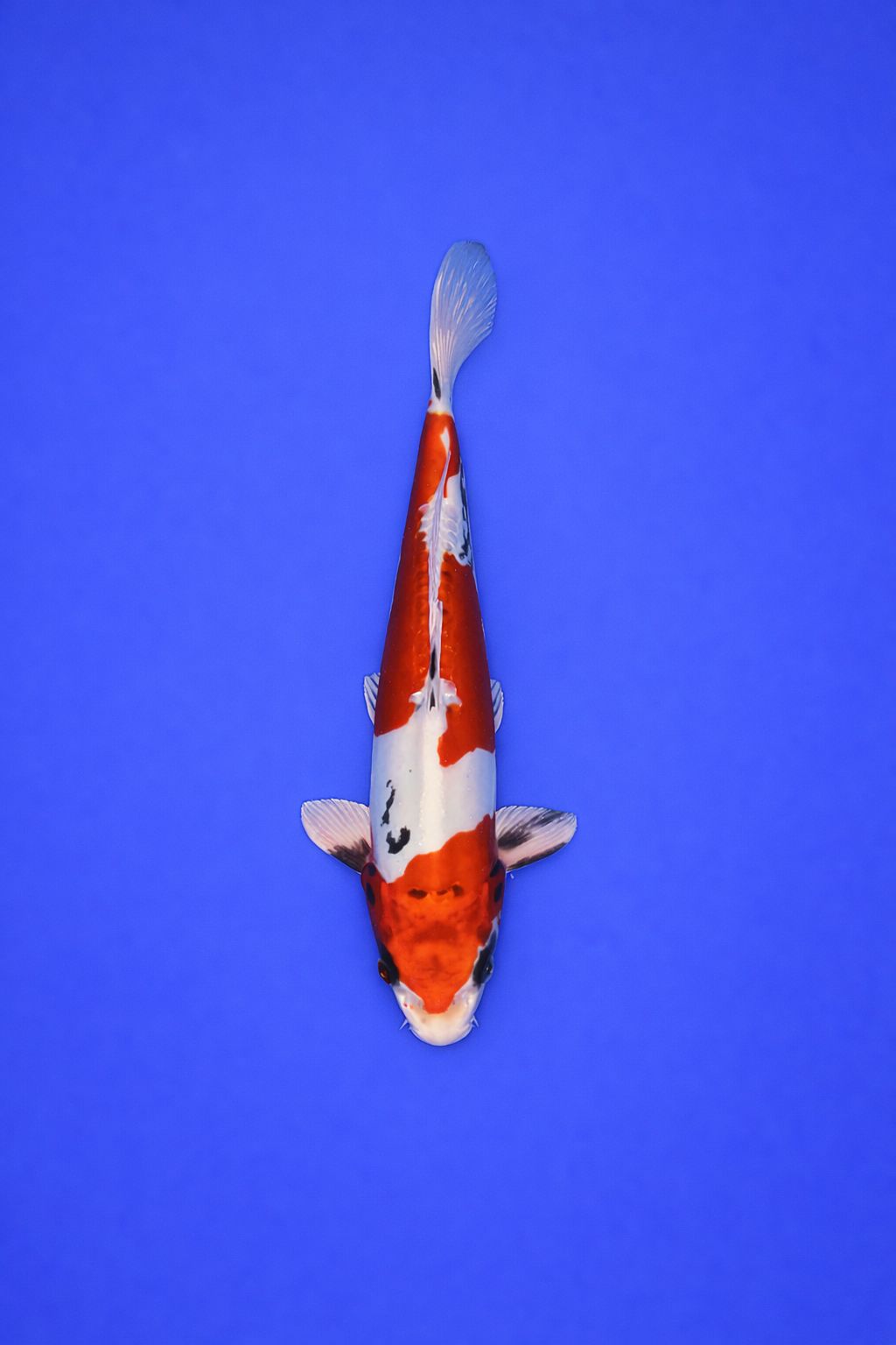 AO - 061 - 395EUR AO - 061 - 395EUR