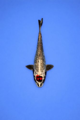 AO - 068 - 1695EUR AO - 068 - 1695EUR