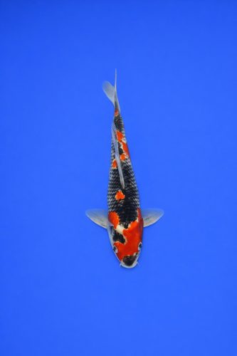 AO - 077 - 495EUR AO - 077 - 495EUR