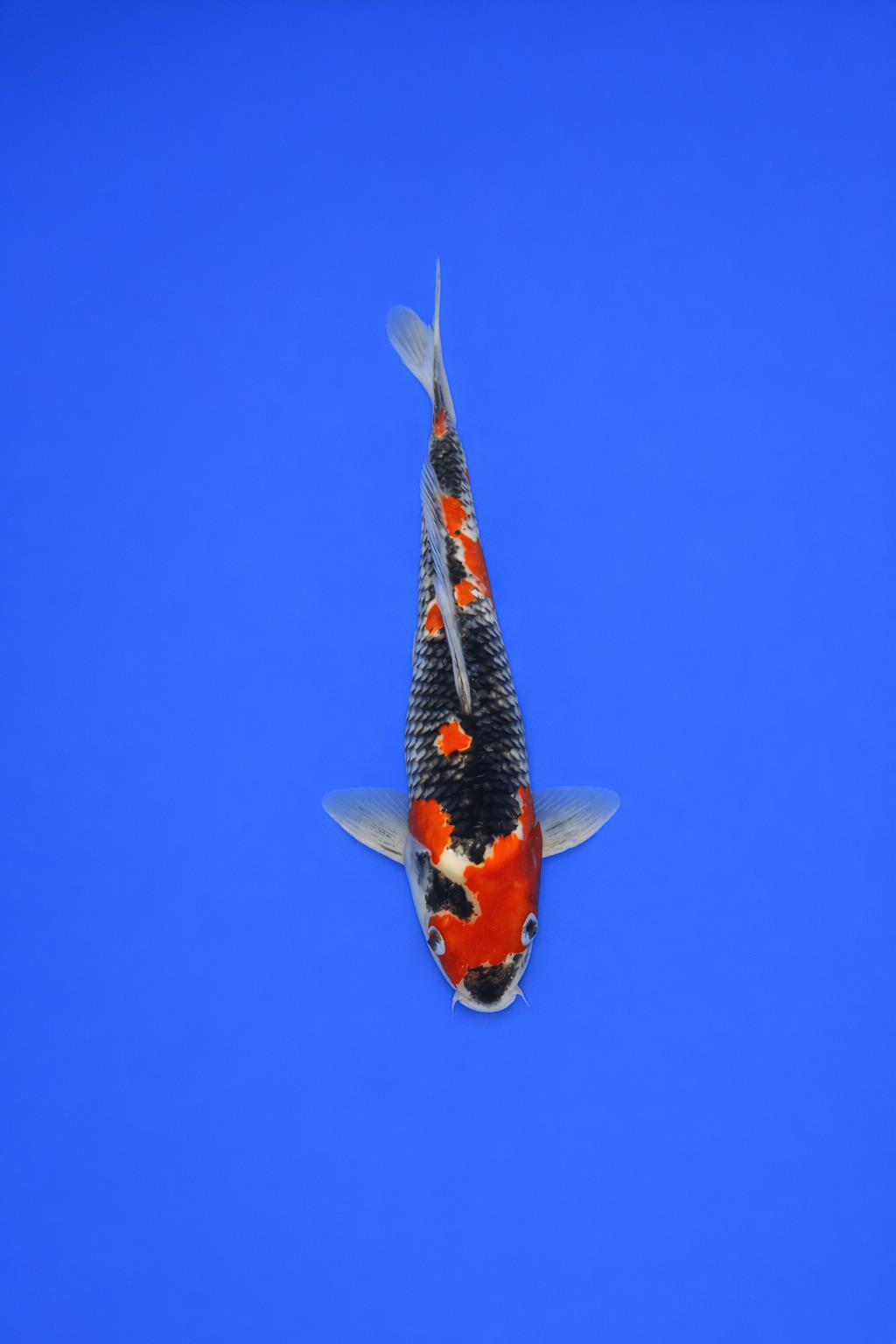 AO - 077 - 495EUR AO - 077 - 495EUR