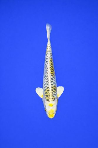 AO - 094 - 595EUR AO - 094 - 595EUR