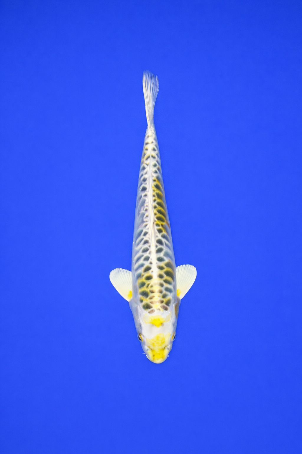 AO - 094 - 595EUR AO - 094 - 595EUR