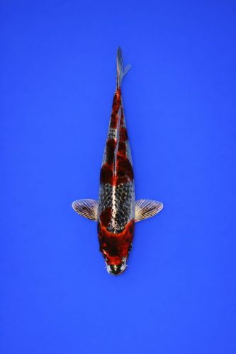 AOKI - 010 - 295EUR AOKI - 010 - 295EUR