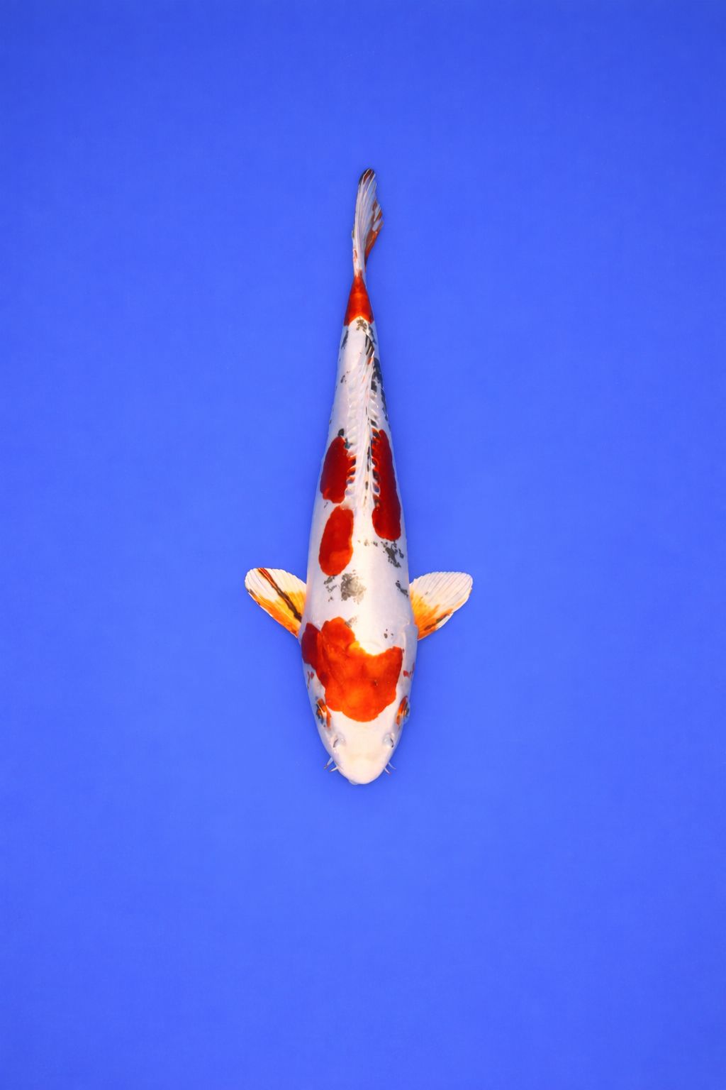 AOKI - 025 - 395EUR AOKI - 025 - 395EUR