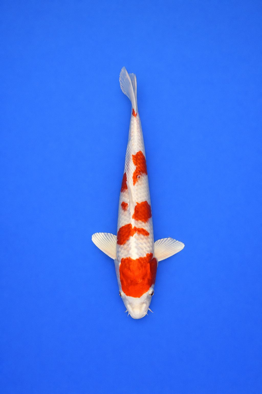 AOKI - 048 - 495EUR AOKI - 048 - 495EUR