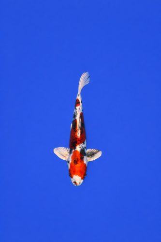 AOKI - 072 - 495EUR AOKI - 072 - 495EUR