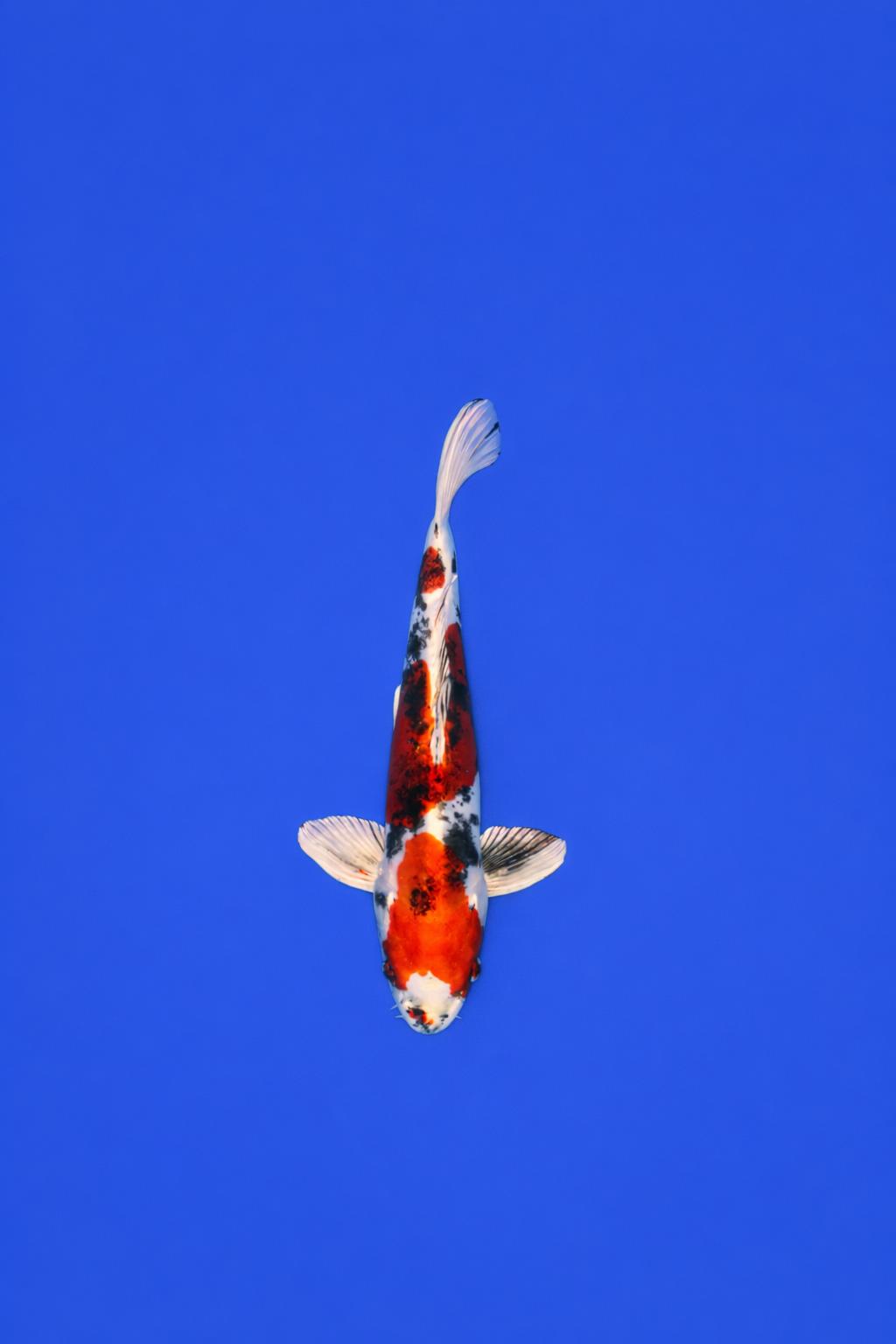 AOKI - 072 - 495EUR AOKI - 072 - 495EUR