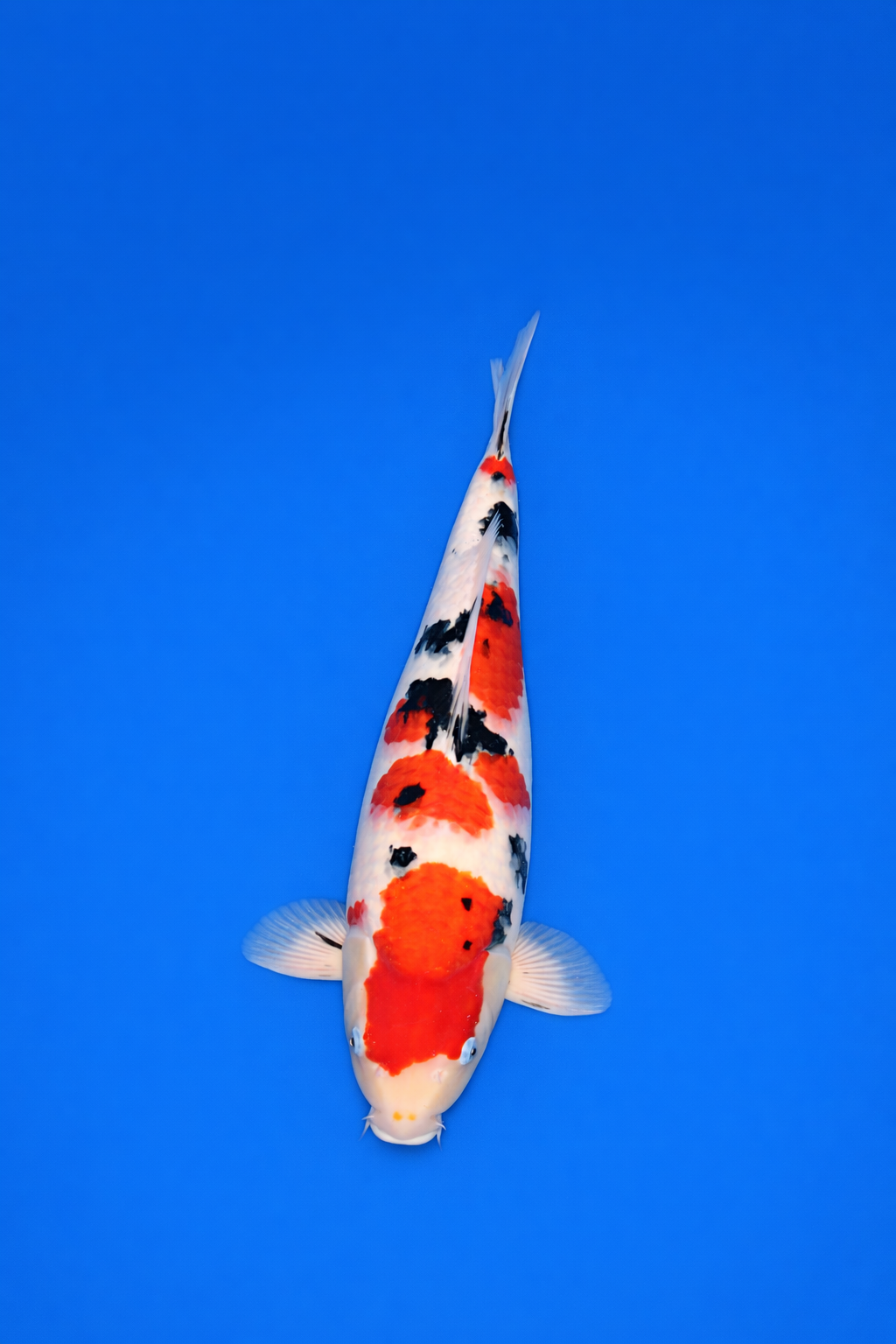 B2BC0C20-E5BA-413F-A6B2-75FEF799A5E8