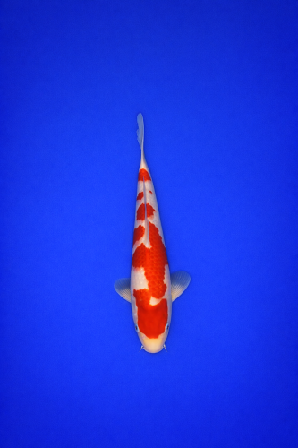 BED167FD-07E9-408D-AE57-D6694F5E5619