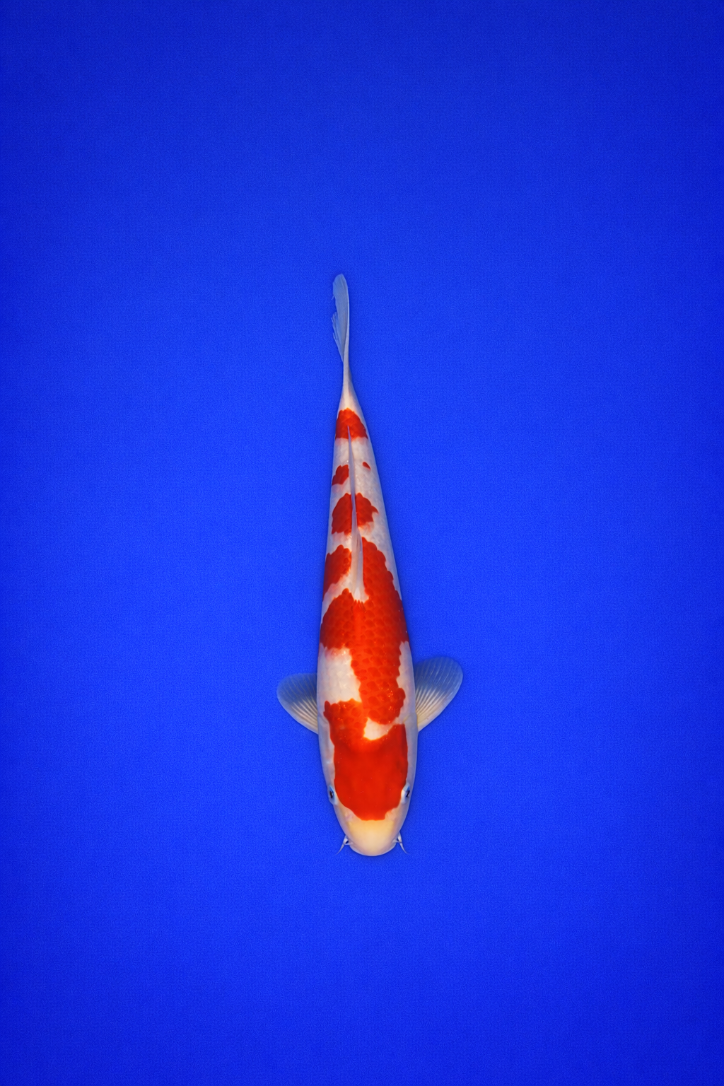 BED167FD-07E9-408D-AE57-D6694F5E5619