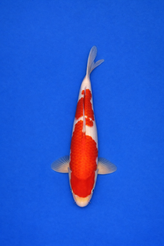 C0C97DCD-DD0B-4142-9ABF-9B1E6FD13D44