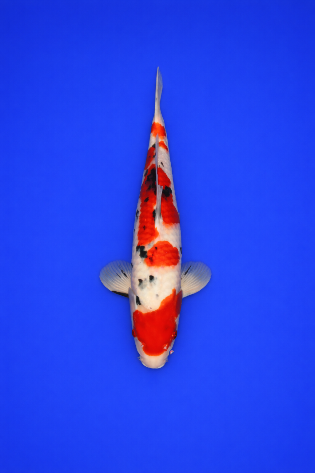 C14F06A3-29E6-431B-BD53-D2939C04DEB3