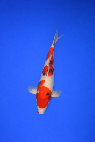 C233E00E-AAFC-4DE6-9BEE-FFA79B70D961