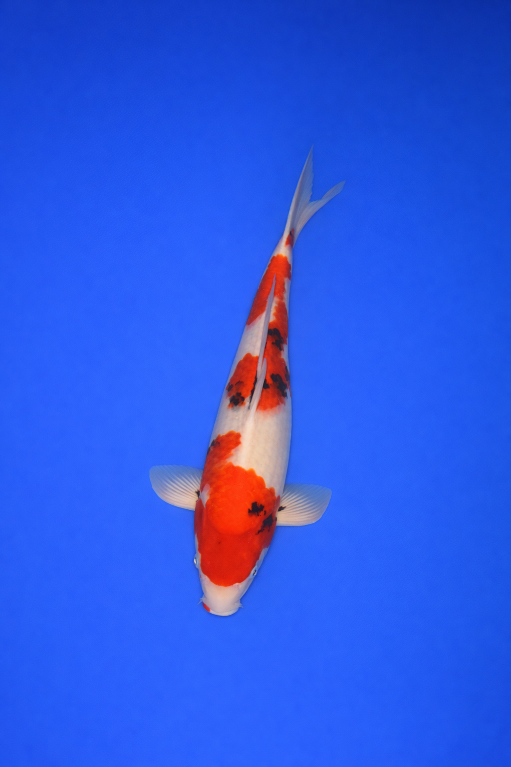 C233E00E-AAFC-4DE6-9BEE-FFA79B70D961