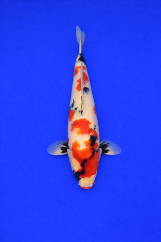 C4B469CD-6509-4224-A9E0-8259A6D81FB2