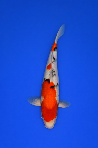 C69539F6-4B4B-4C58-B211-73E794088768