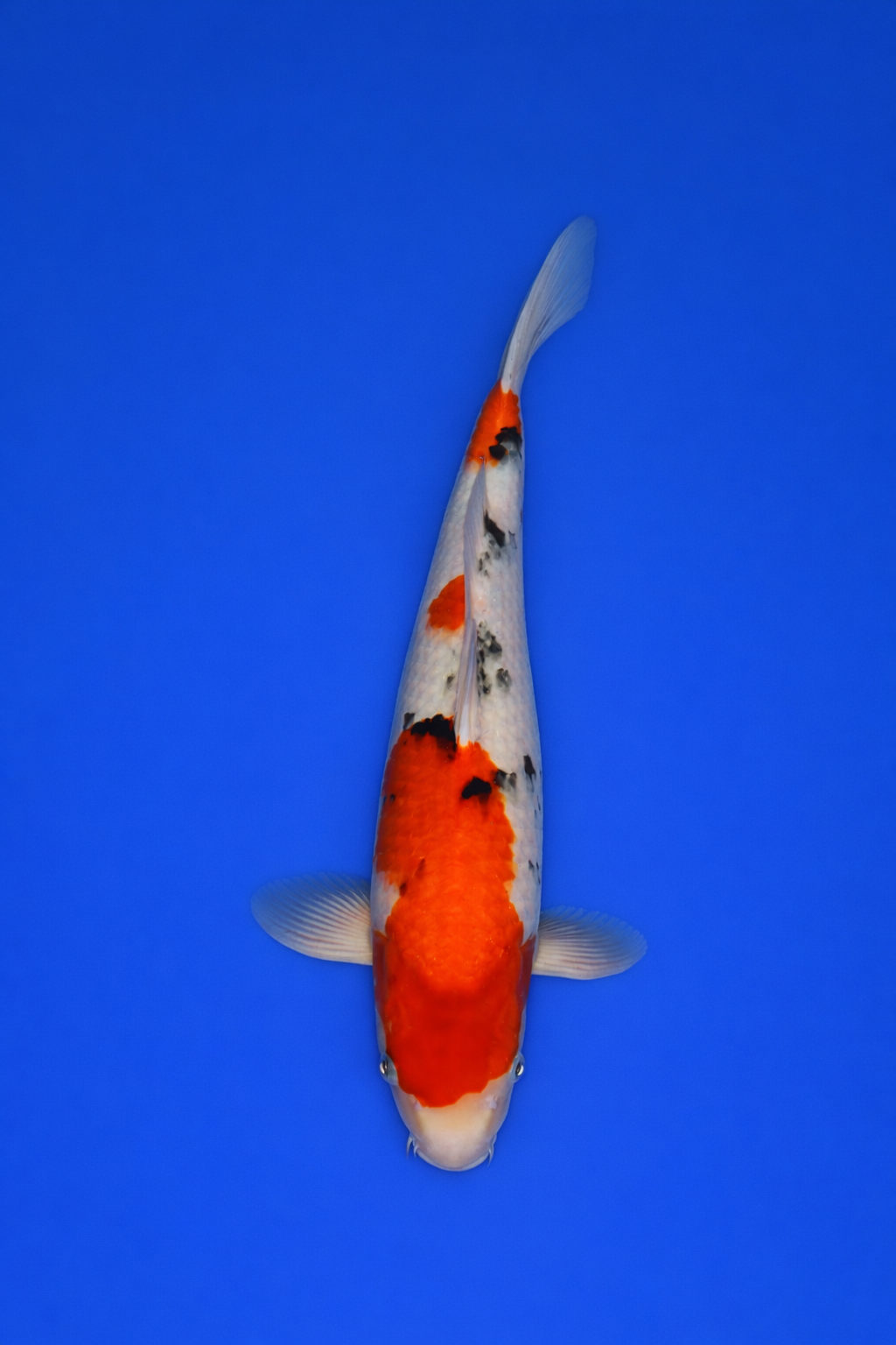 C69539F6-4B4B-4C58-B211-73E794088768