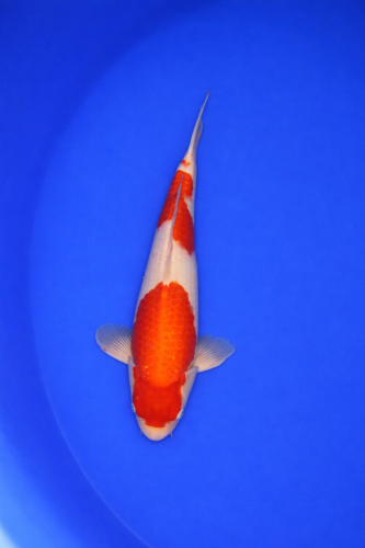 C992C350-76AE-4D65-BCF2-41E2402A51D6