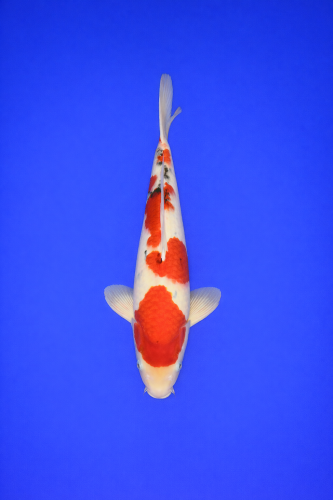 CA262143-93D5-42AD-B5C1-FF2C07436739