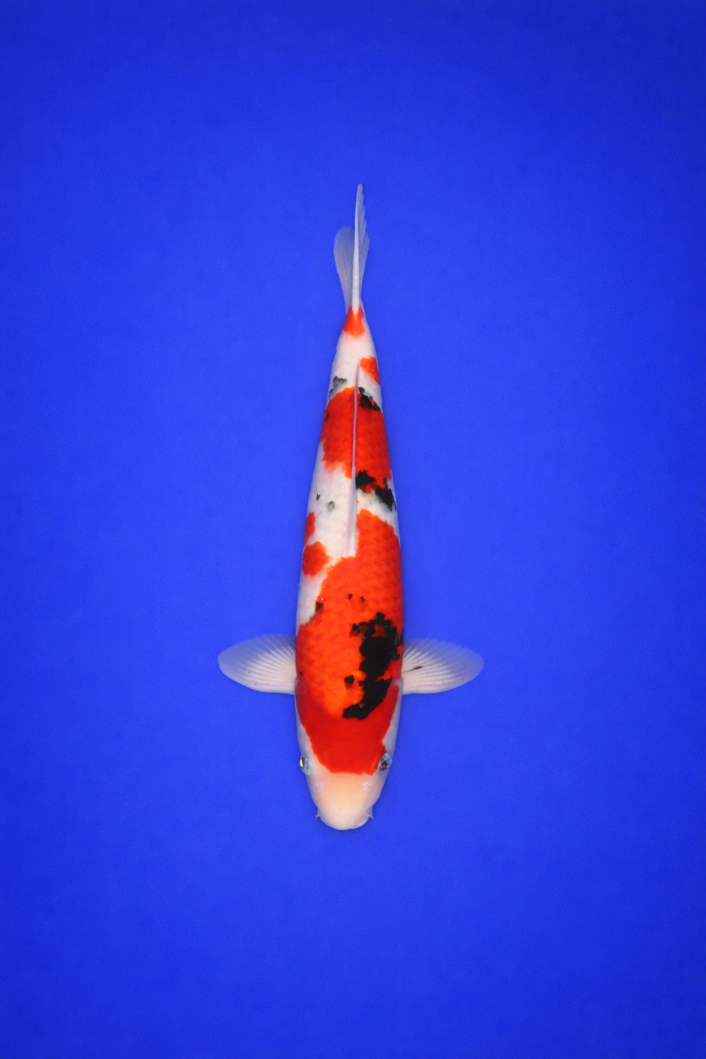 CBCDF5D5-1C76-4BD2-AFA5-4E4BC2CD80B3