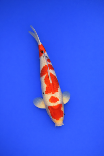 CEEEB2A4-F1CA-4F98-8914-D80270A27E13