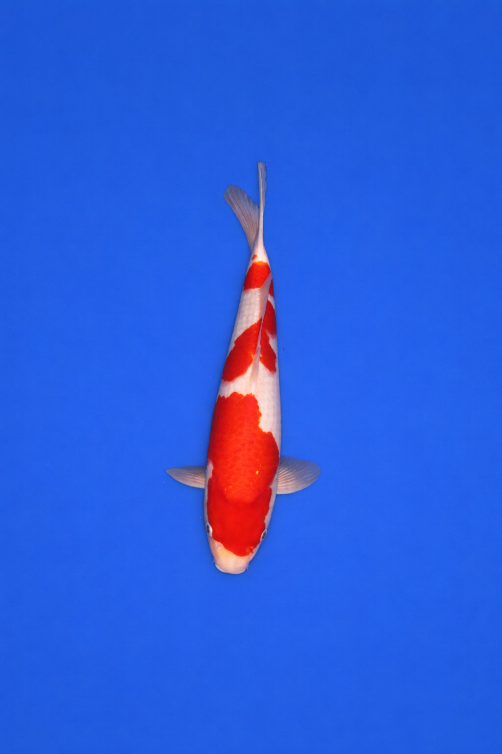 CF058C29-FECA-416C-8344-C68DCA3BEBD5