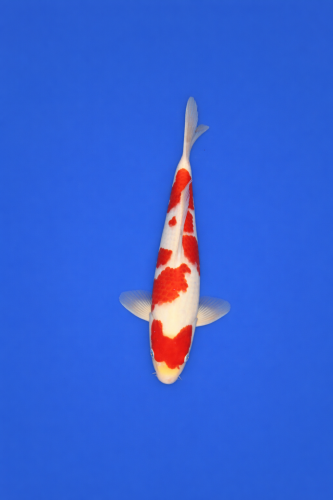 CF58B0F7-D4AD-4ED2-8E27-410C915DC1AD