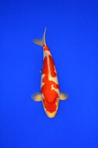 CFED0C44-36DE-4806-9508-226C1CA4368D CFED0C44-36DE-4806-9508-226C1CA4368D