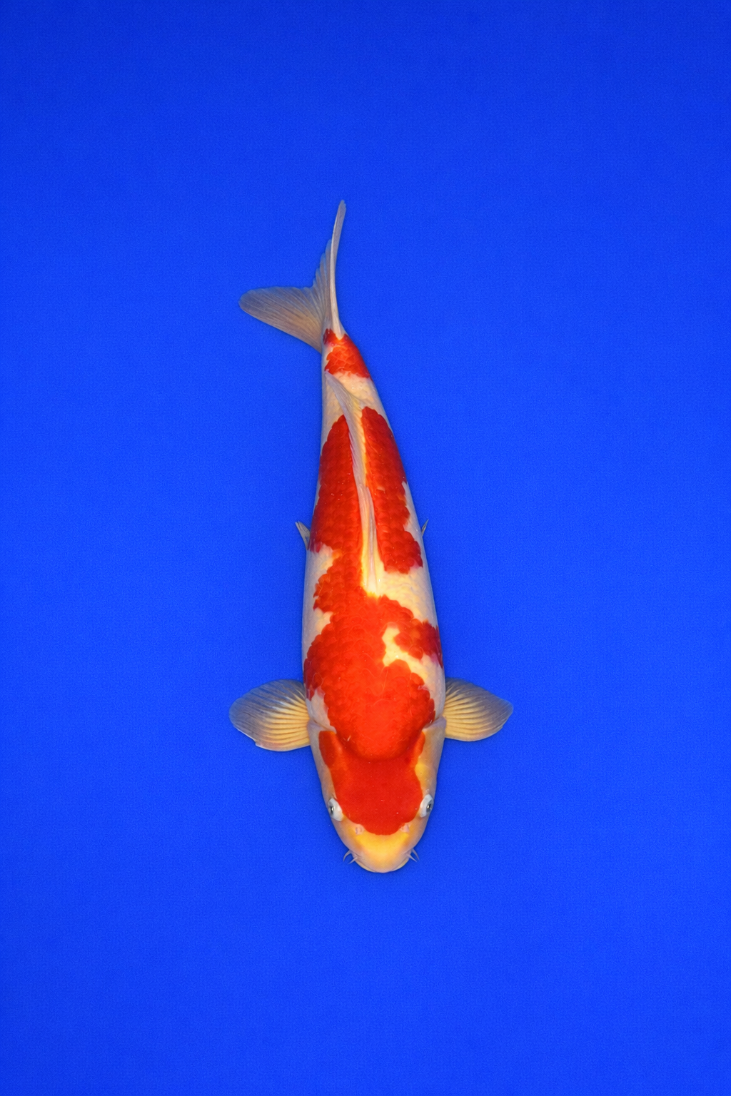 CFED0C44-36DE-4806-9508-226C1CA4368D CFED0C44-36DE-4806-9508-226C1CA4368D