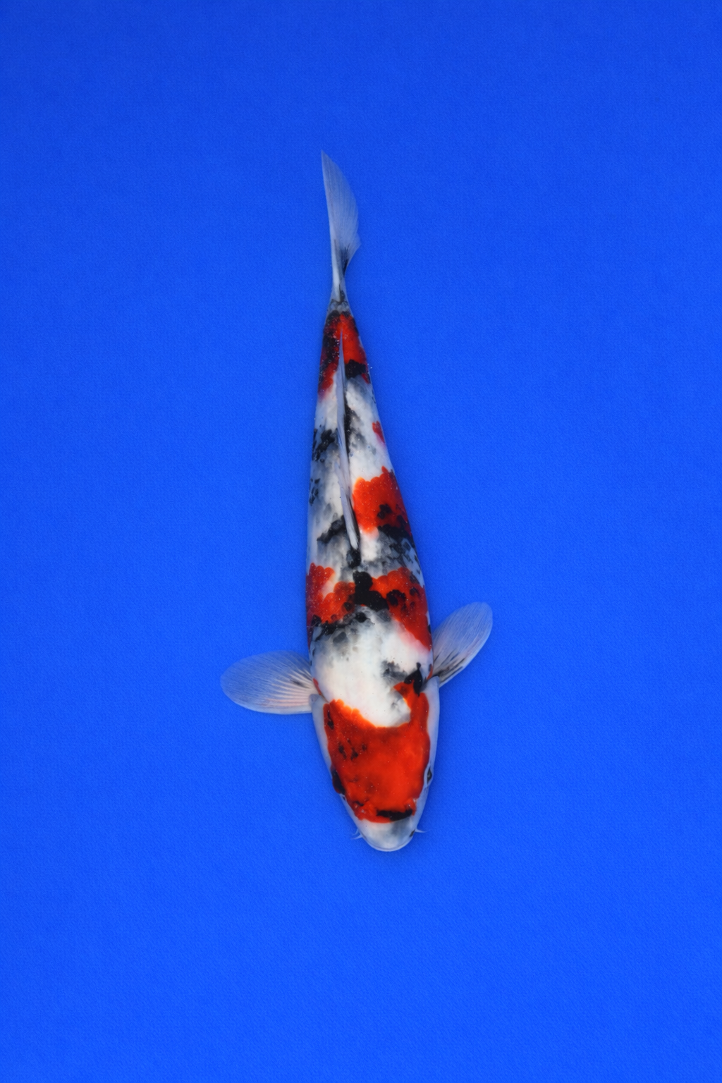 D7E3979E-111A-4546-9ABE-8B05D0B19D3A