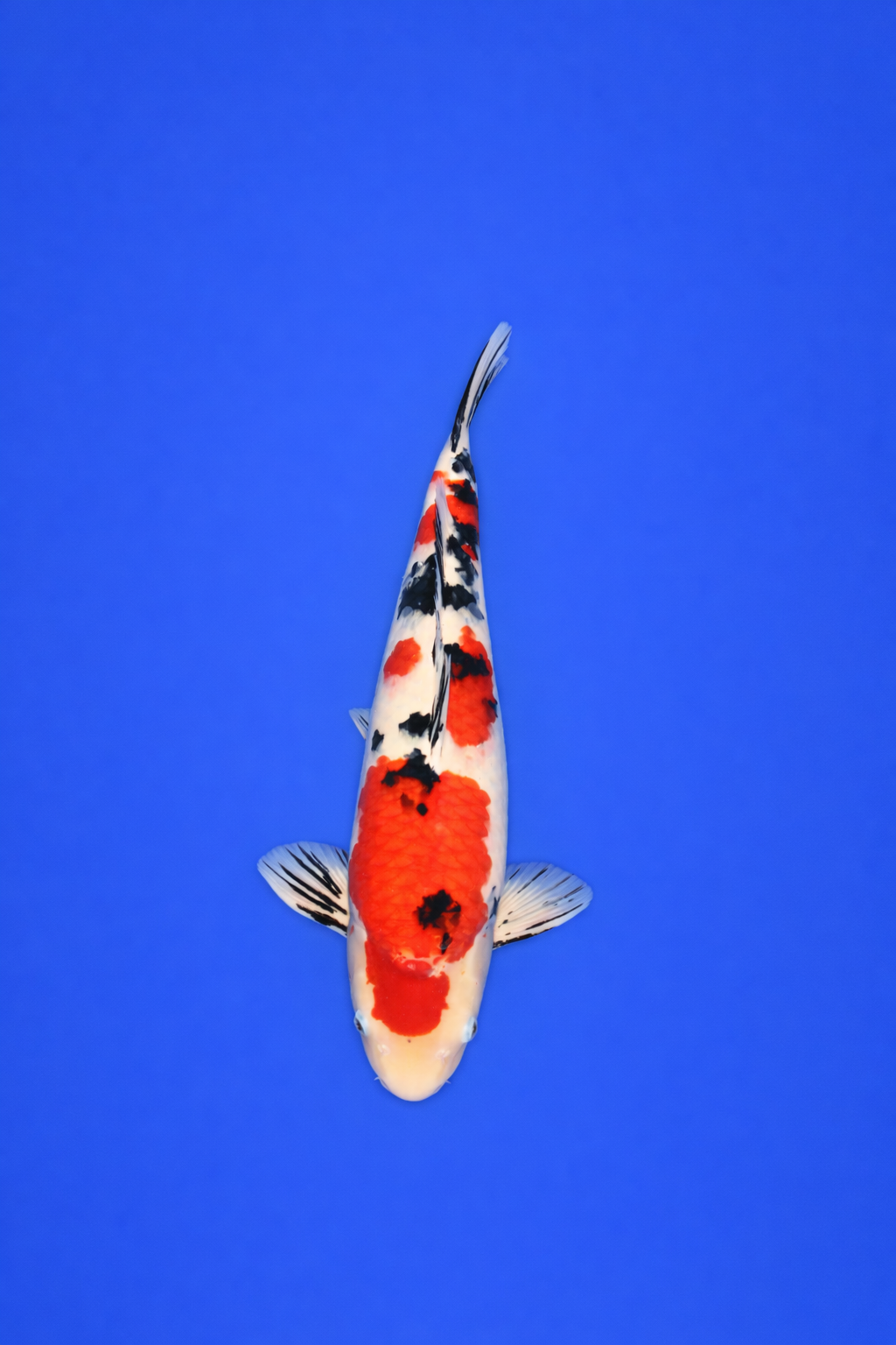 DE53580B-8D4B-4B2E-A388-2925A19D314D