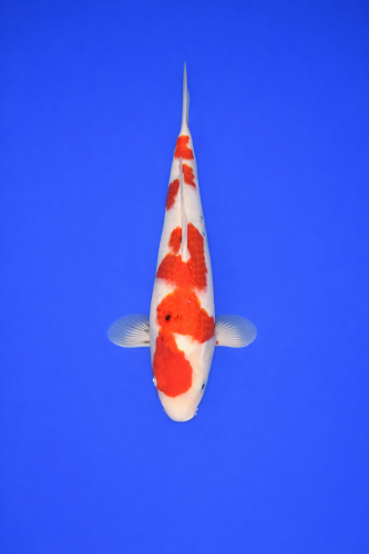 E1A52E3C-3BF7-4696-80AD-18AFB5859BBE