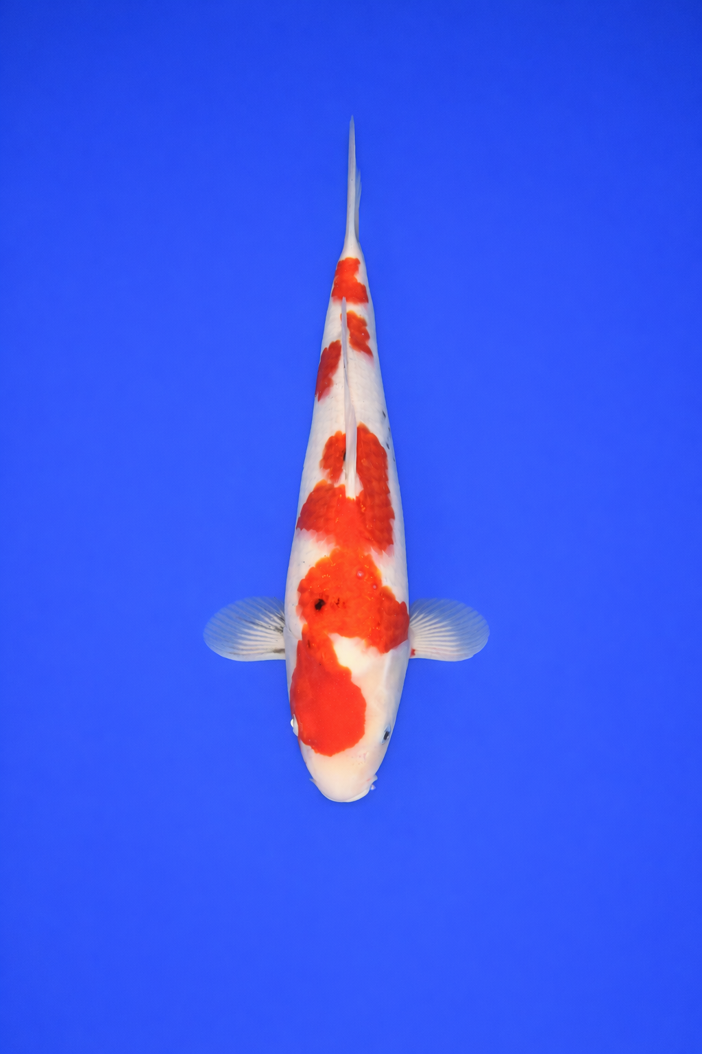 E1A52E3C-3BF7-4696-80AD-18AFB5859BBE