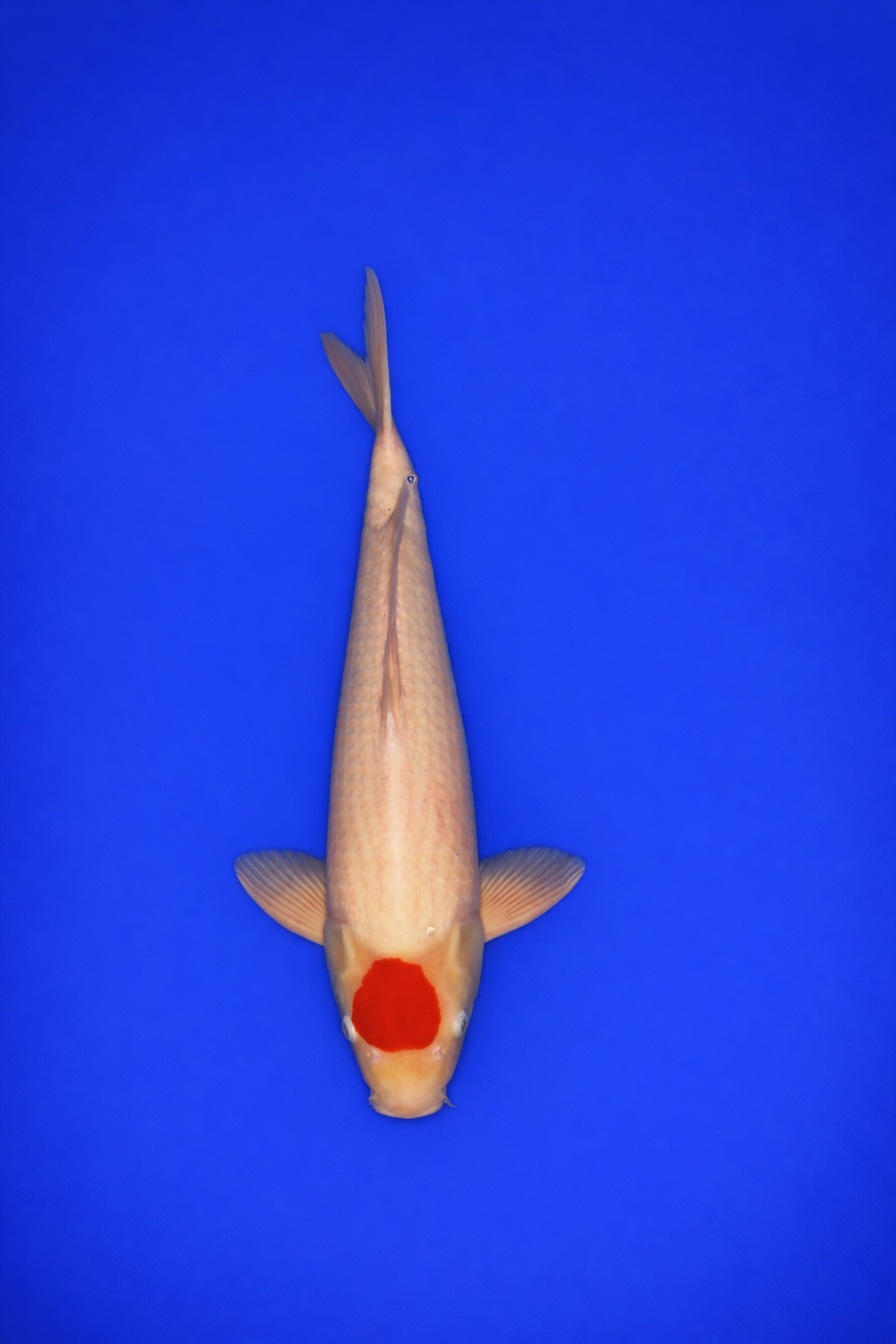 E6B9FBC4-DADB-44FC-97C7-E21448D39157 E6B9FBC4-DADB-44FC-97C7-E21448D39157