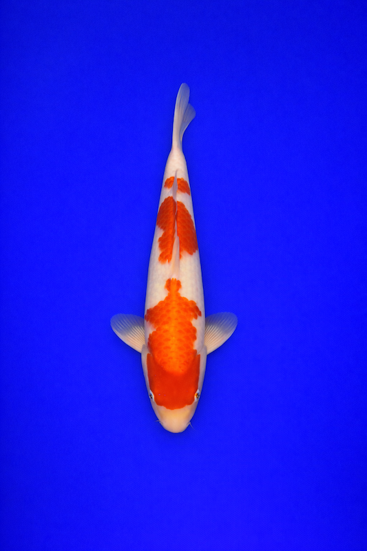 EA9FD8EE-8727-472D-82A4-33A7C5C380E8