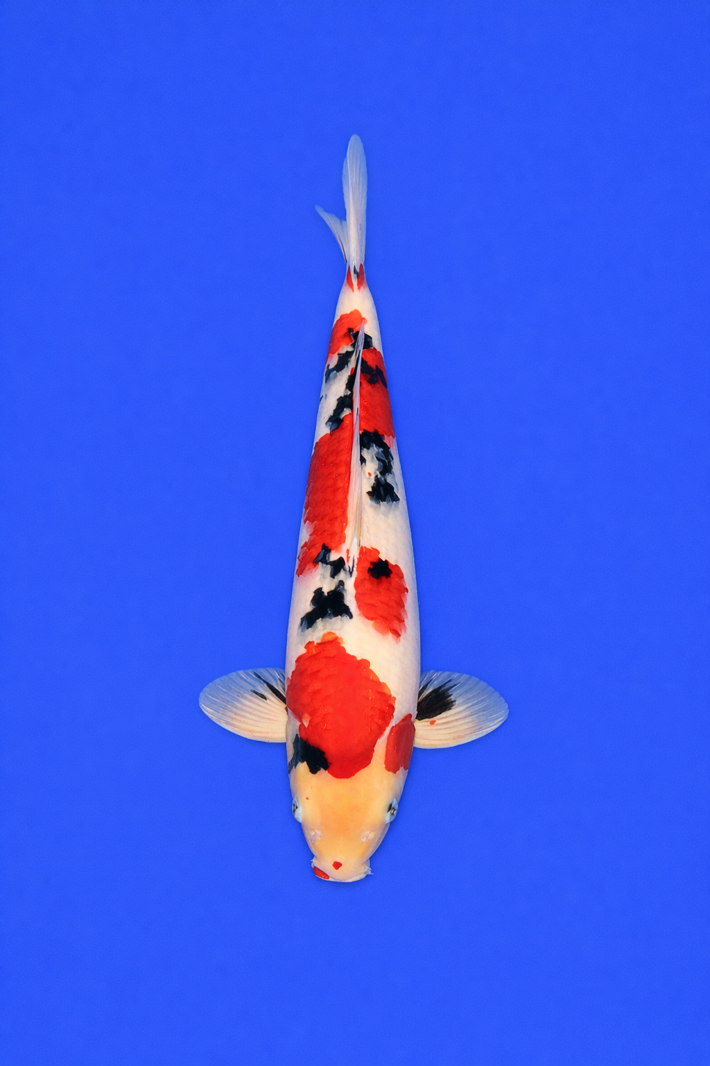 FC0F67F8-35B1-43D2-82E4-E60685AC1BCB