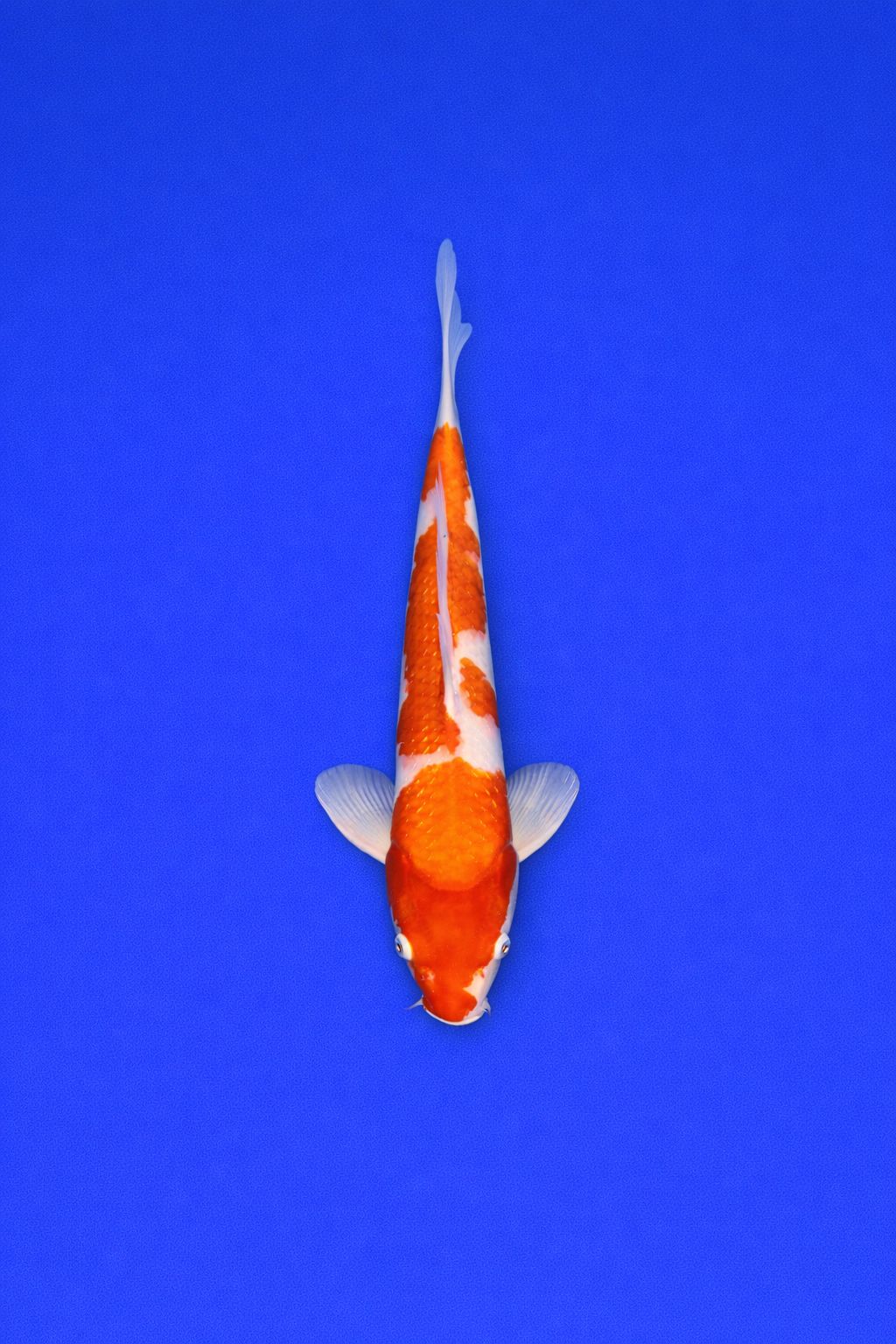 MUR - 005 - 495EUR MUR - 005 - 495EUR