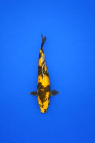 OTS - 001 - 695EUR OTS - 001 - 695EUR